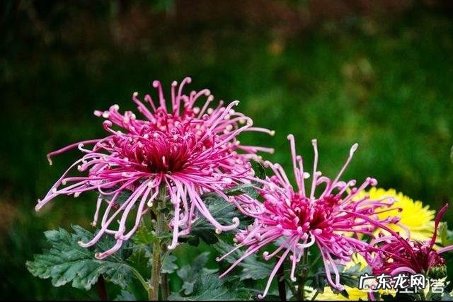 关于秋的美文有哪些?