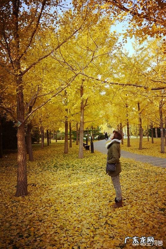 关于秋的美文有哪些?