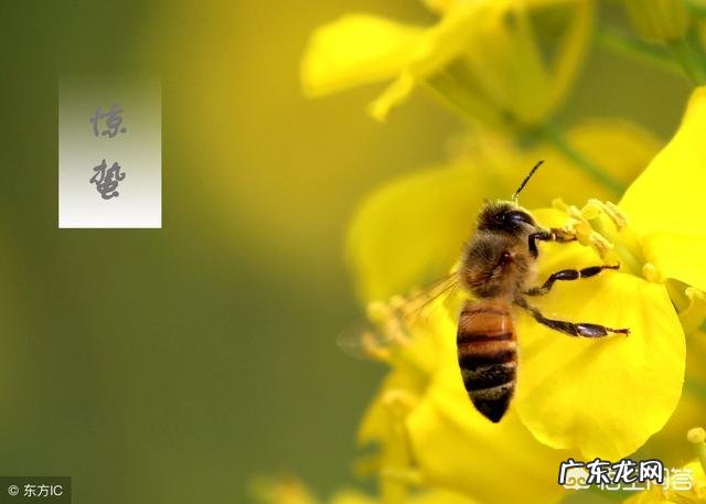 农村俗语“惊蛰不耕地,好似蒸馍跑了气”是什么意思?有什么道理吗?