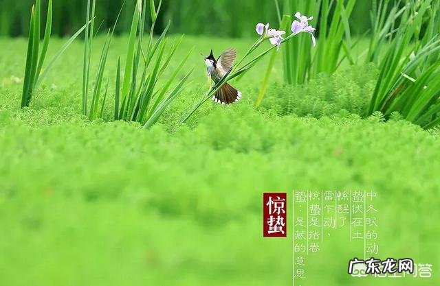 农村俗语“惊蛰不耕地,好似蒸馍跑了气”是什么意思?有什么道理吗?