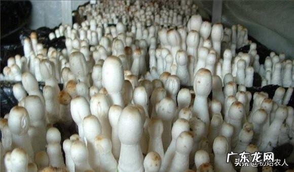 种植蘑菇需要什么样的环境条件?