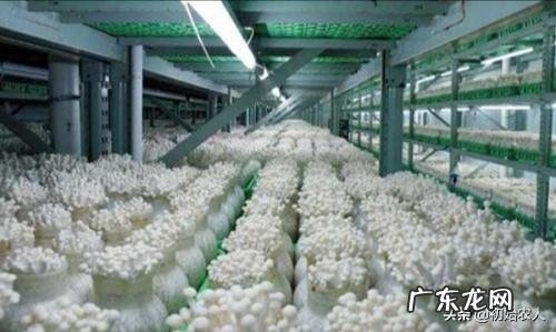 种植蘑菇需要什么样的环境条件?
