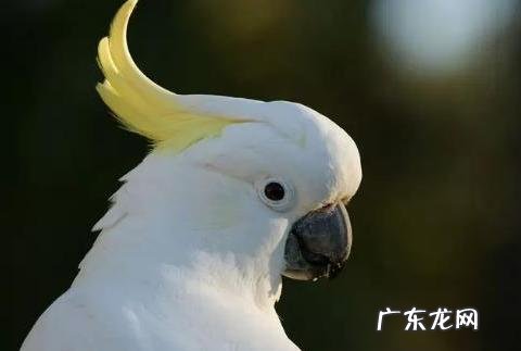 最擅长模仿人类说话的鹦鹉有哪些,可以饲养吗?