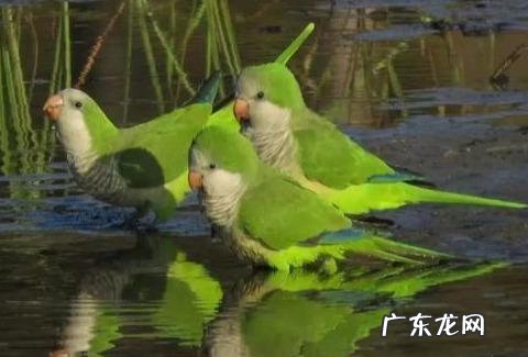 最擅长模仿人类说话的鹦鹉有哪些,可以饲养吗?