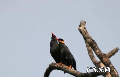 最擅长模仿人类说话的鹦鹉有哪些,可以饲养吗?