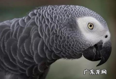 最擅长模仿人类说话的鹦鹉有哪些,可以饲养吗?