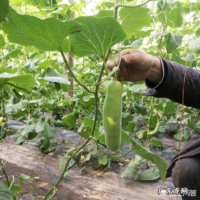 羊角甜瓜在什么时候种植比较好?
