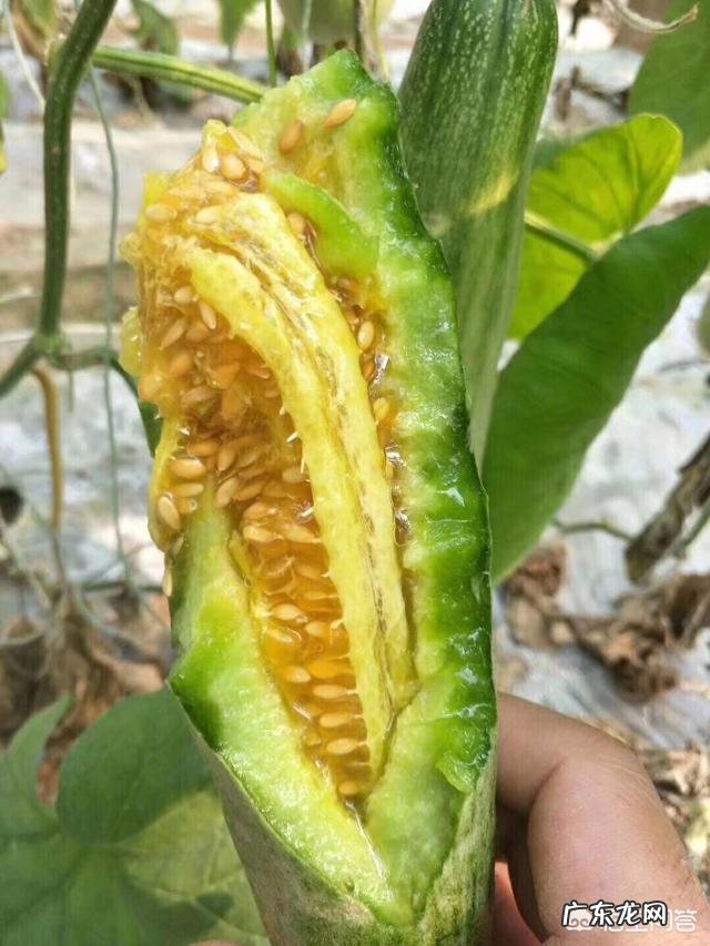 羊角甜瓜在什么时候种植比较好?