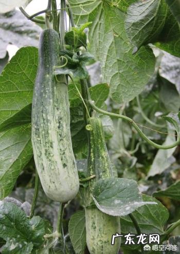 羊角甜瓜在什么时候种植比较好?