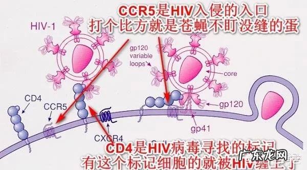 如何看待新闻“一伦敦男子艾滋病毒被全部清除”?