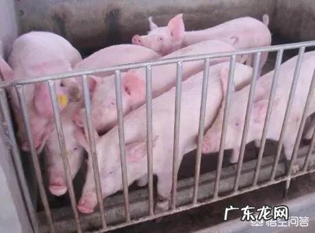 农历新年进入“倒计时”,生猪价格还能涨吗?