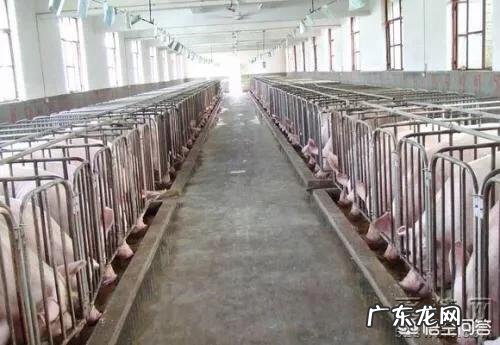 农历新年进入“倒计时”,生猪价格还能涨吗?