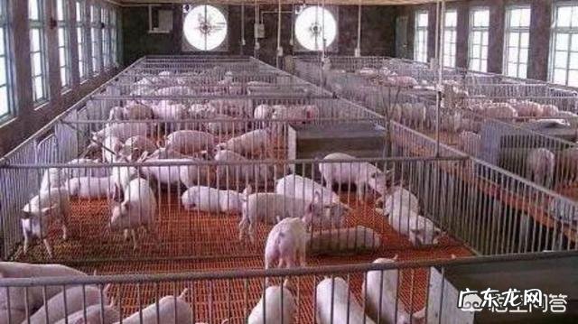 农历新年进入“倒计时”,生猪价格还能涨吗?