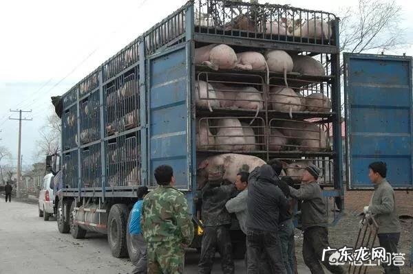 农历新年进入“倒计时”,生猪价格还能涨吗?