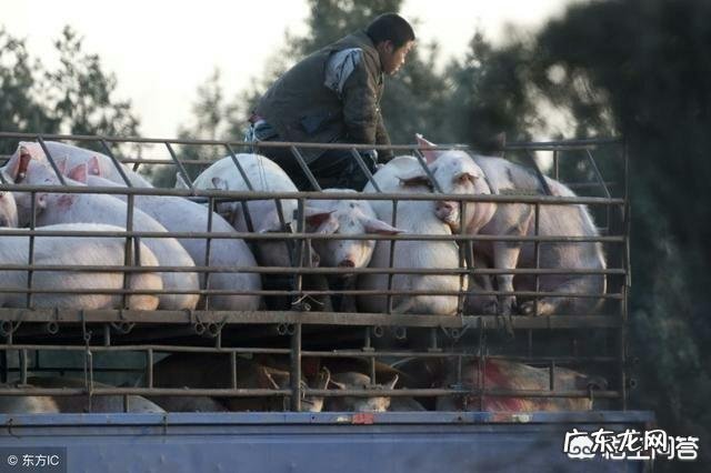 农历新年进入“倒计时”,生猪价格还能涨吗?