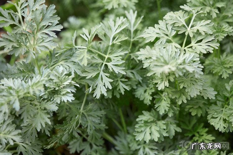 艾叶泡脚有什么好处和作用 长期艾叶泡脚的功效与作用