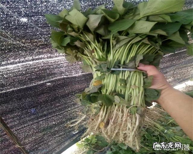 种植红薯是自己育苗好,还是去买红薯苗好呢?