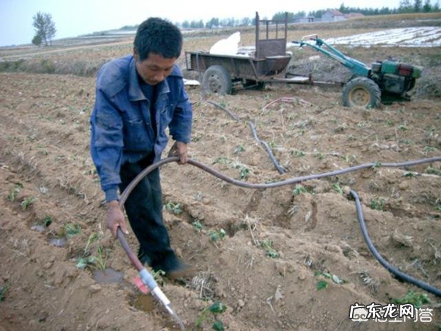 种植红薯是自己育苗好,还是去买红薯苗好呢?