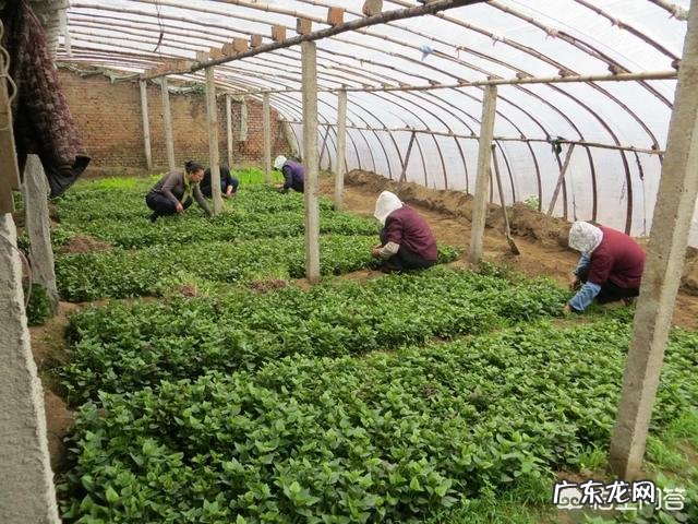 种植红薯是自己育苗好,还是去买红薯苗好呢?