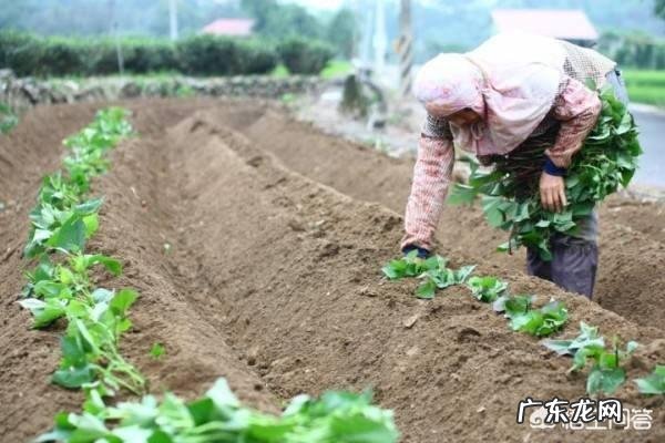 种植红薯是自己育苗好,还是去买红薯苗好呢?