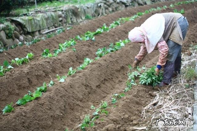 种植红薯是自己育苗好,还是去买红薯苗好呢?