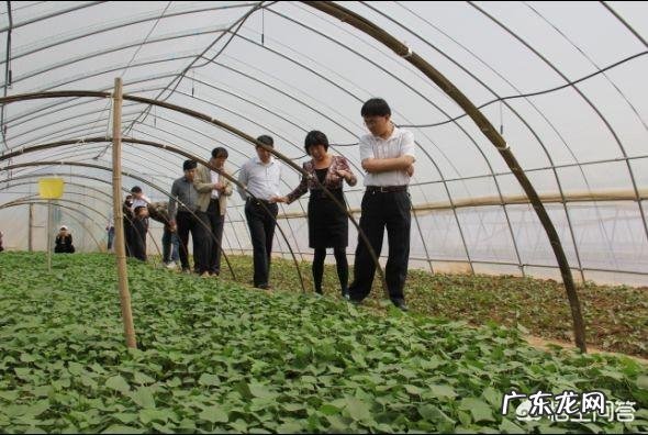 种植红薯是自己育苗好,还是去买红薯苗好呢?