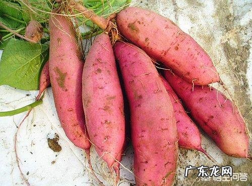 种植红薯是自己育苗好,还是去买红薯苗好呢?