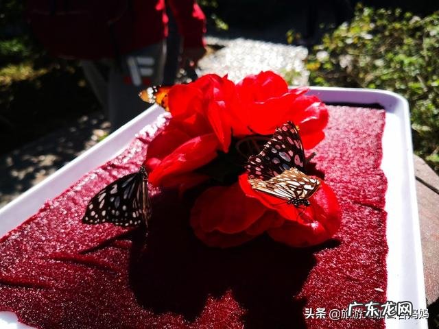 快放寒假了,计划带孩子出门旅游,哪里最值得孩子去?