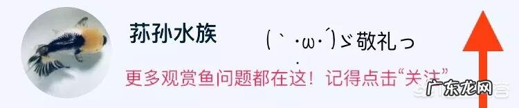 养观赏鱼的前景如何?