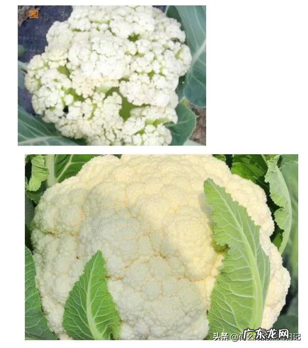 花菜怎么炒才好吃？