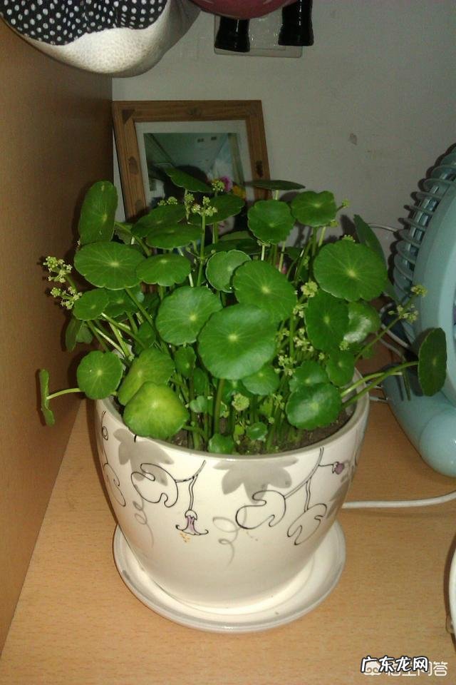 铜钱草栽培对花盆有要求吗?带孔的好?还是不带孔的呢?