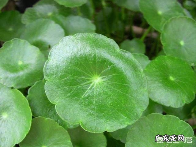 铜钱草栽培对花盆有要求吗?带孔的好?还是不带孔的呢?