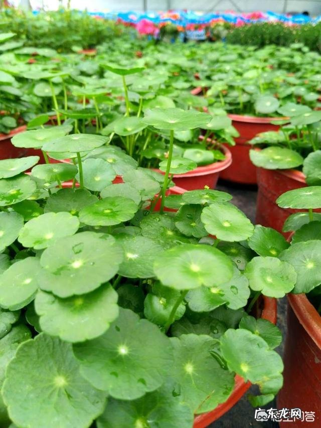 铜钱草栽培对花盆有要求吗?带孔的好?还是不带孔的呢?