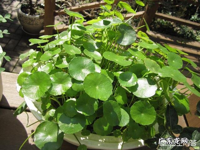 铜钱草栽培对花盆有要求吗?带孔的好?还是不带孔的呢?