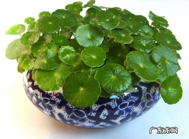 铜钱草栽培对花盆有要求吗?带孔的好?还是不带孔的呢?