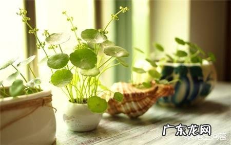 铜钱草栽培对花盆有要求吗?带孔的好?还是不带孔的呢?