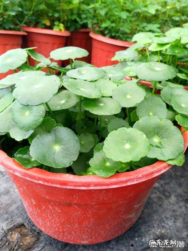 铜钱草栽培对花盆有要求吗?带孔的好?还是不带孔的呢?