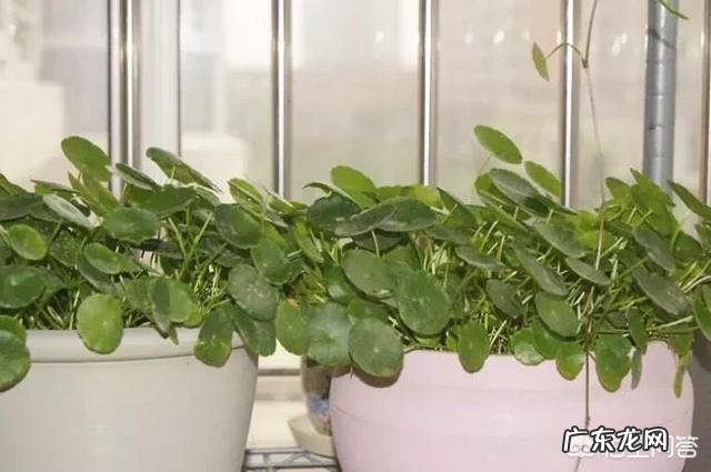 铜钱草栽培对花盆有要求吗?带孔的好?还是不带孔的呢?