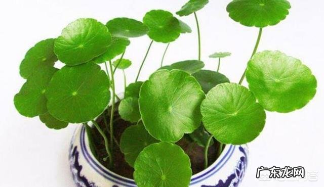 铜钱草栽培对花盆有要求吗?带孔的好?还是不带孔的呢?