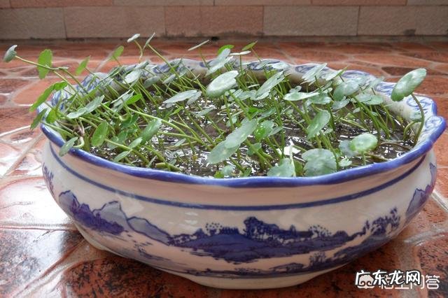 铜钱草栽培对花盆有要求吗?带孔的好?还是不带孔的呢?