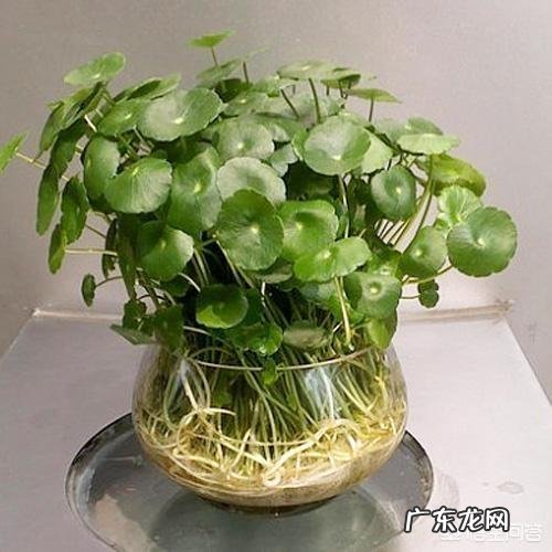 铜钱草栽培对花盆有要求吗?带孔的好?还是不带孔的呢?