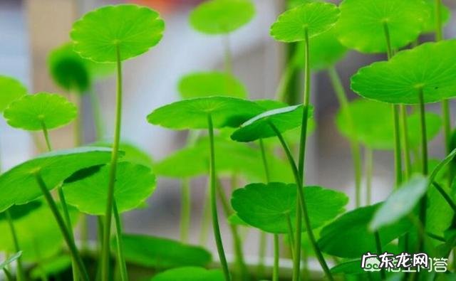 铜钱草栽培对花盆有要求吗?带孔的好?还是不带孔的呢?