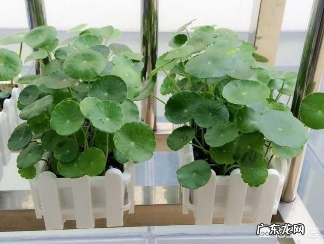 铜钱草栽培对花盆有要求吗?带孔的好?还是不带孔的呢?