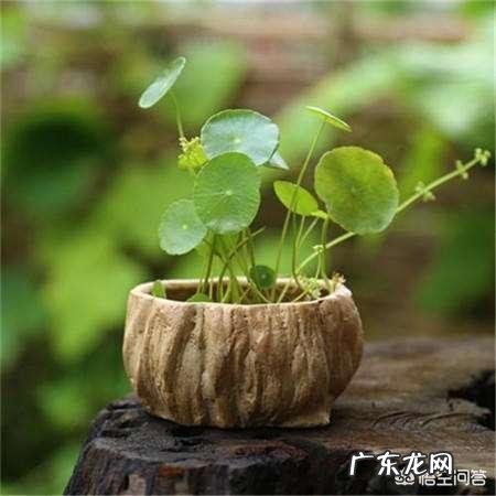 铜钱草栽培对花盆有要求吗?带孔的好?还是不带孔的呢?