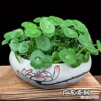 铜钱草栽培对花盆有要求吗?带孔的好?还是不带孔的呢?