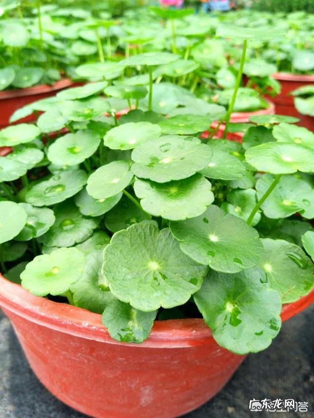 铜钱草栽培对花盆有要求吗?带孔的好?还是不带孔的呢?