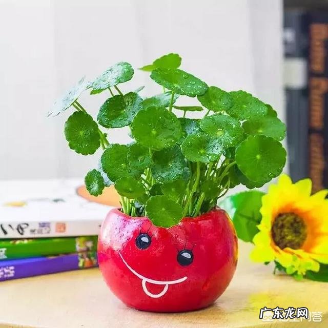 铜钱草栽培对花盆有要求吗?带孔的好?还是不带孔的呢?