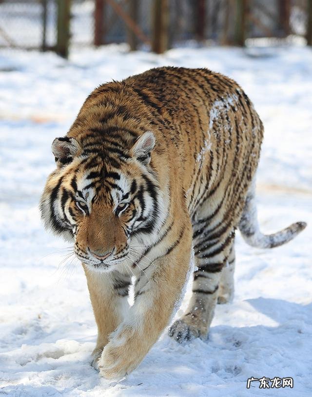 北极熊和东北虎谁厉害?