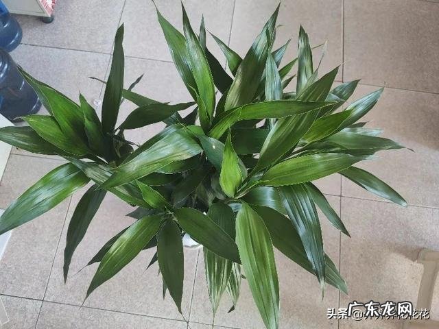 水培富贵竹总是黄叶,怎么施肥才可以?