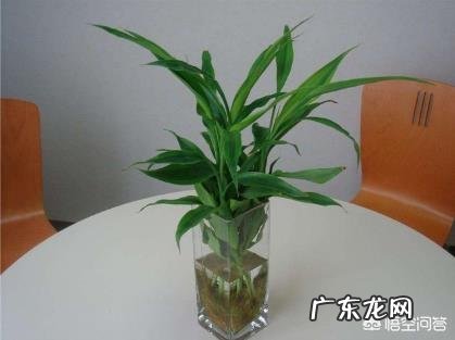 水培富贵竹总是黄叶,怎么施肥才可以?